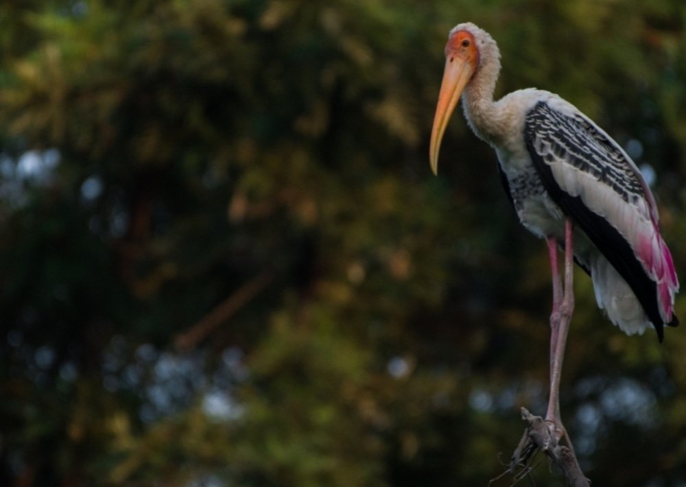 Painted Stork