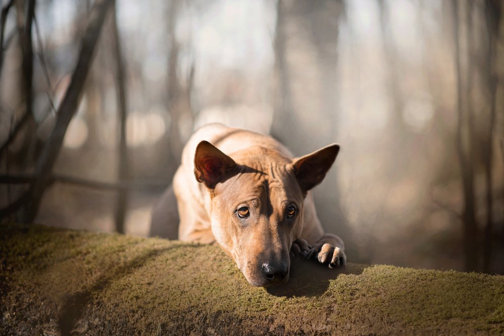 Photograph by Анастасия Цыганкова