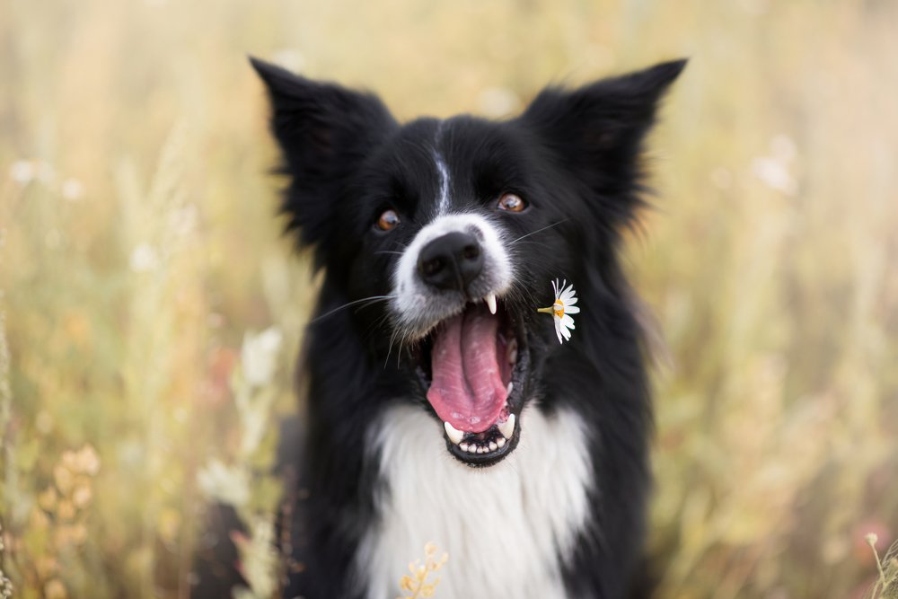 Photograph by Анастасия Цыганкова