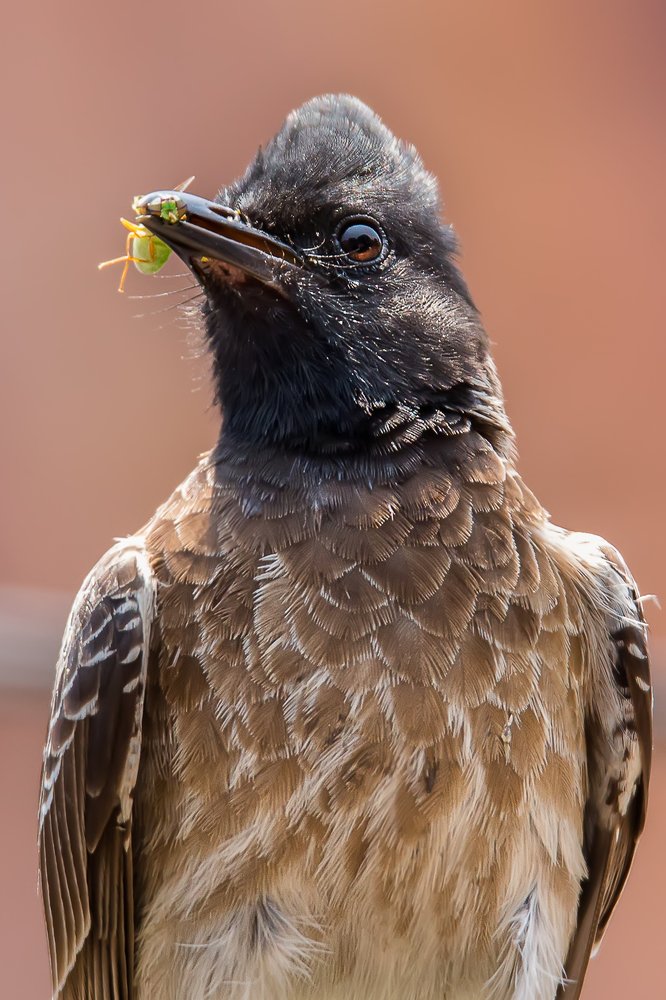 Red-vented bulbul with prey