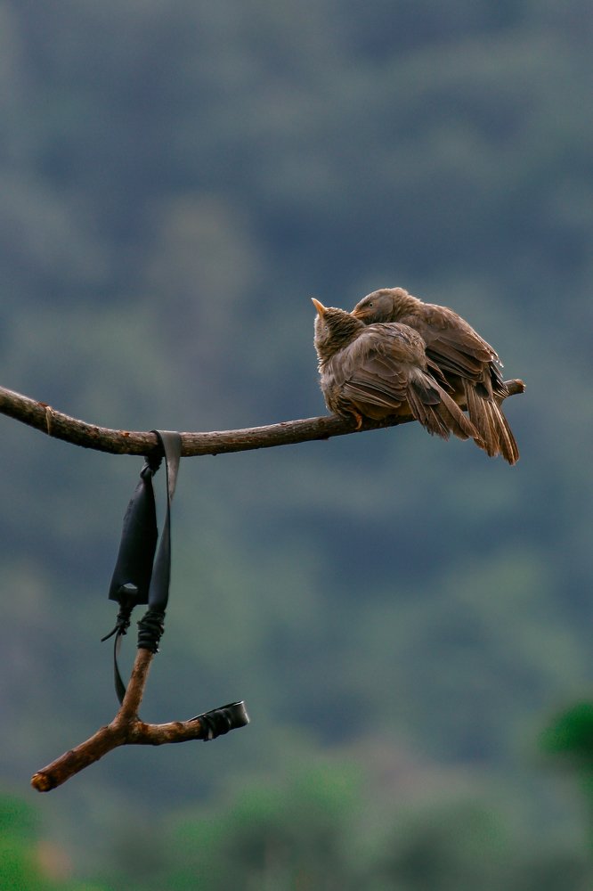 Love of Yellow-billed babbler
