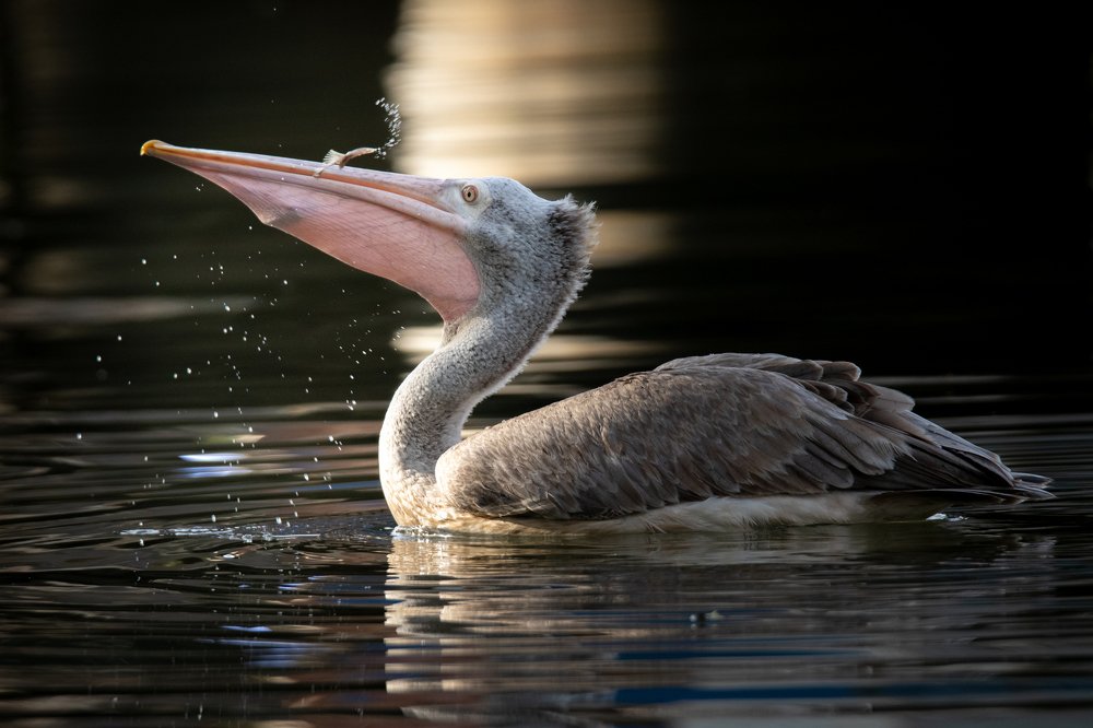 Spot-billed pelican
