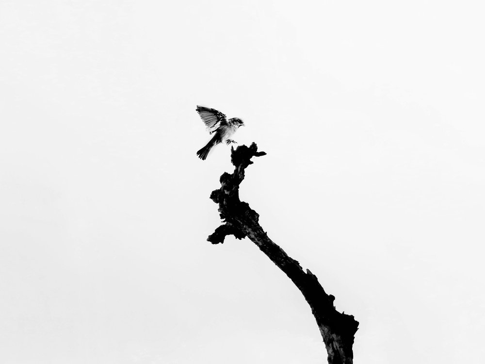Photo #5035276