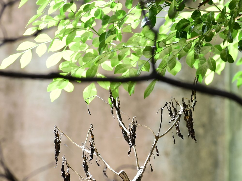 Every soul tastes death