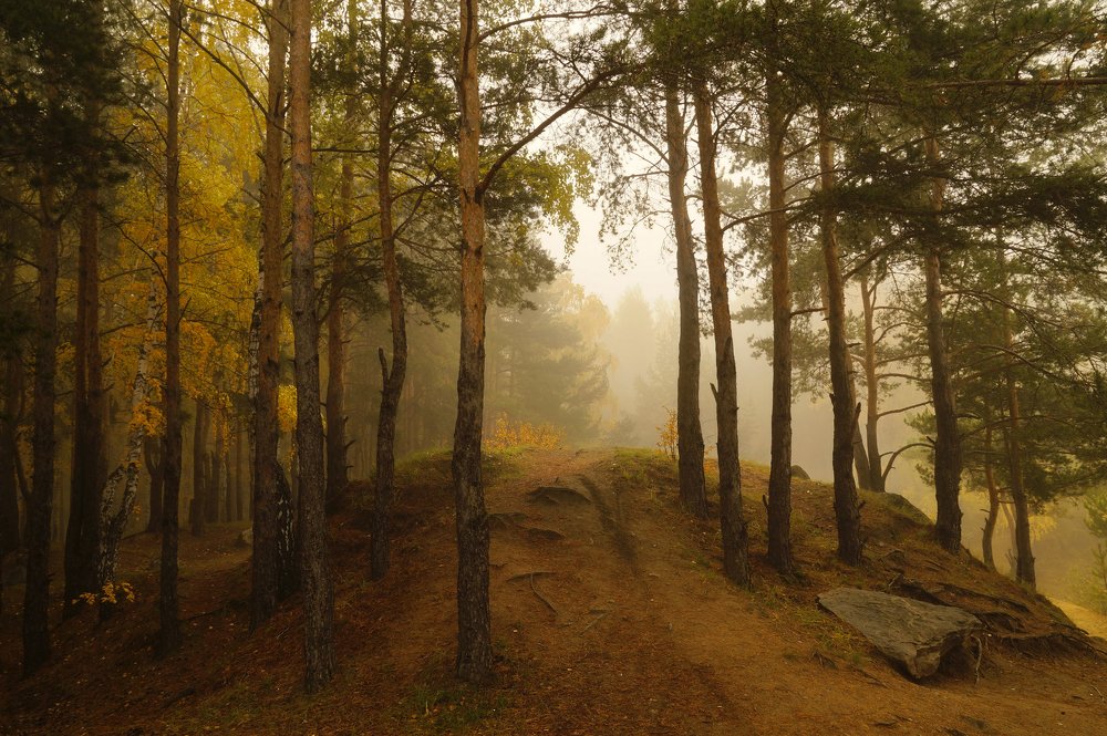 Утро  в лесу