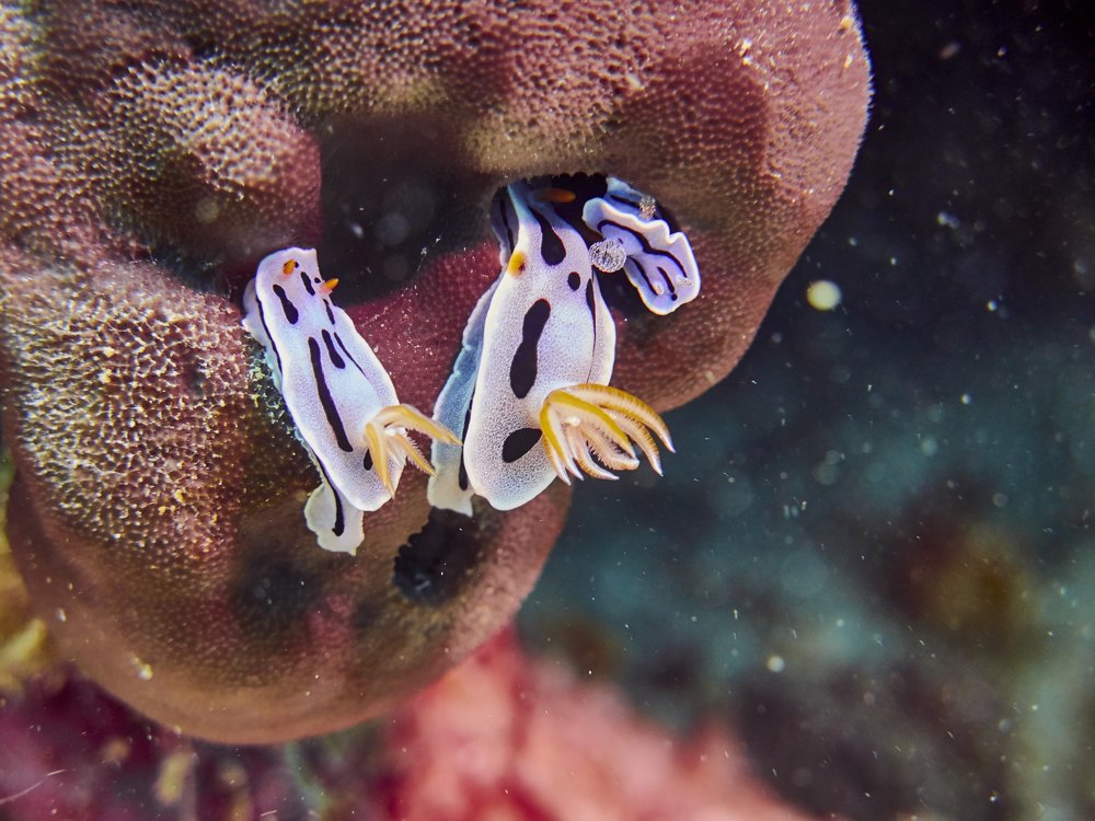 Семейство на прогулке