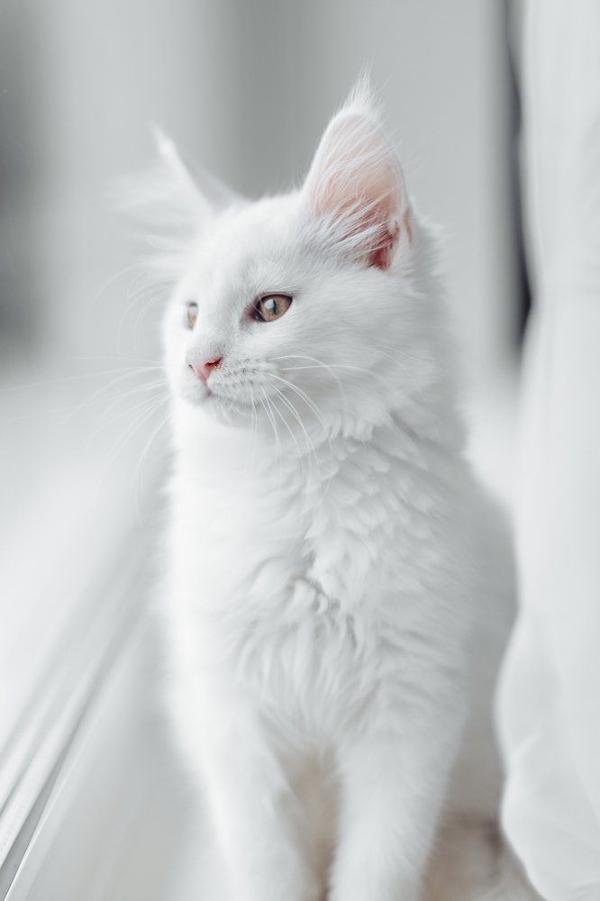 Фотография автора Viktoria Lavrova