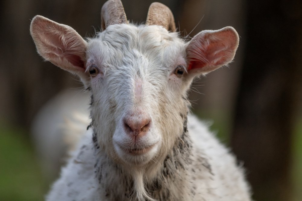 Photograph by Лис Ната