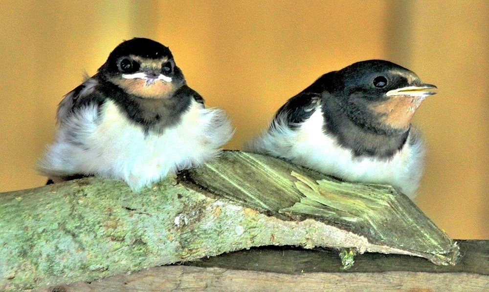 Первый вылет. Молчун и воочун....