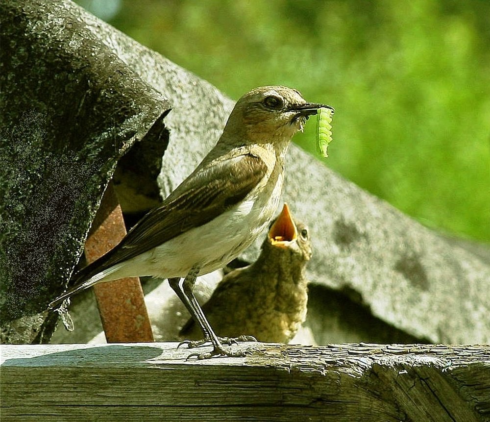Photograph by Николай Шумилов