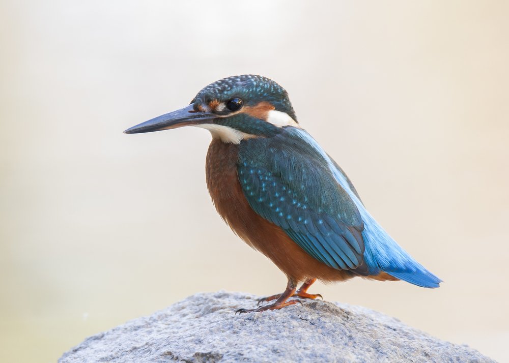 Photograph by Jesus Varas