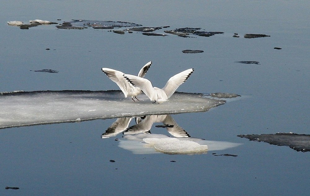 Танцы на льдинке....