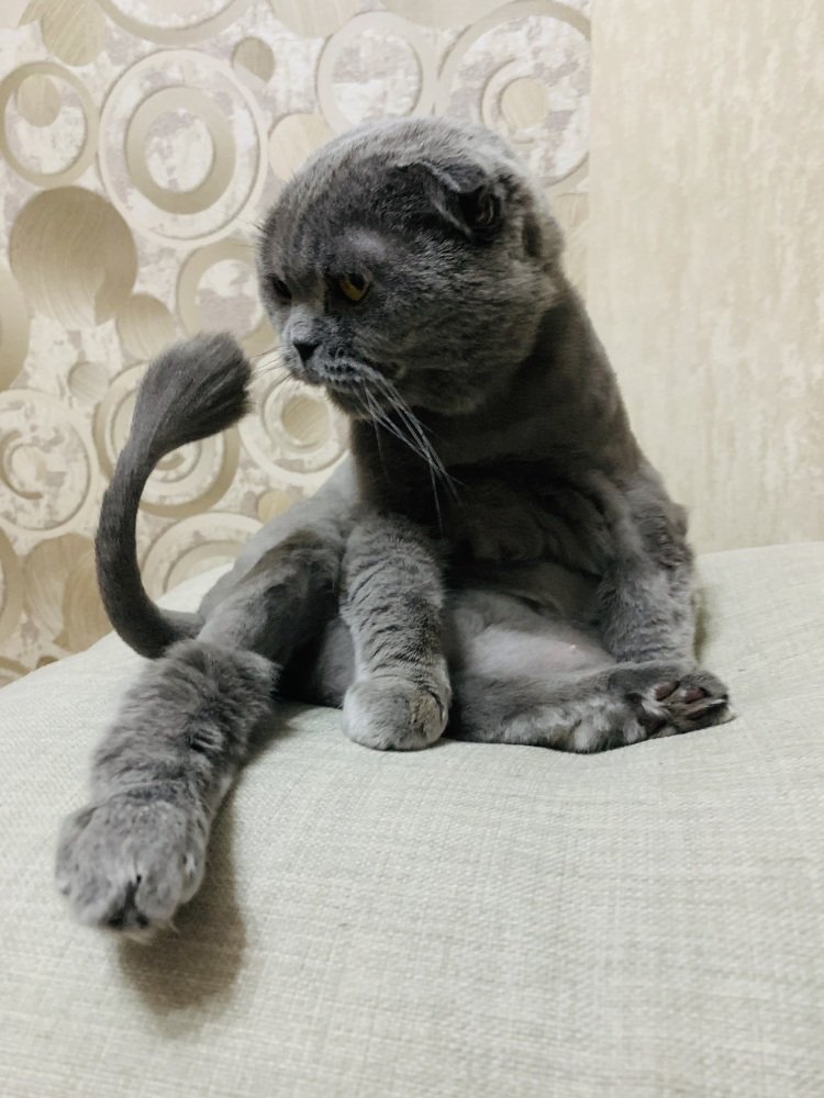 Это мой хвост?