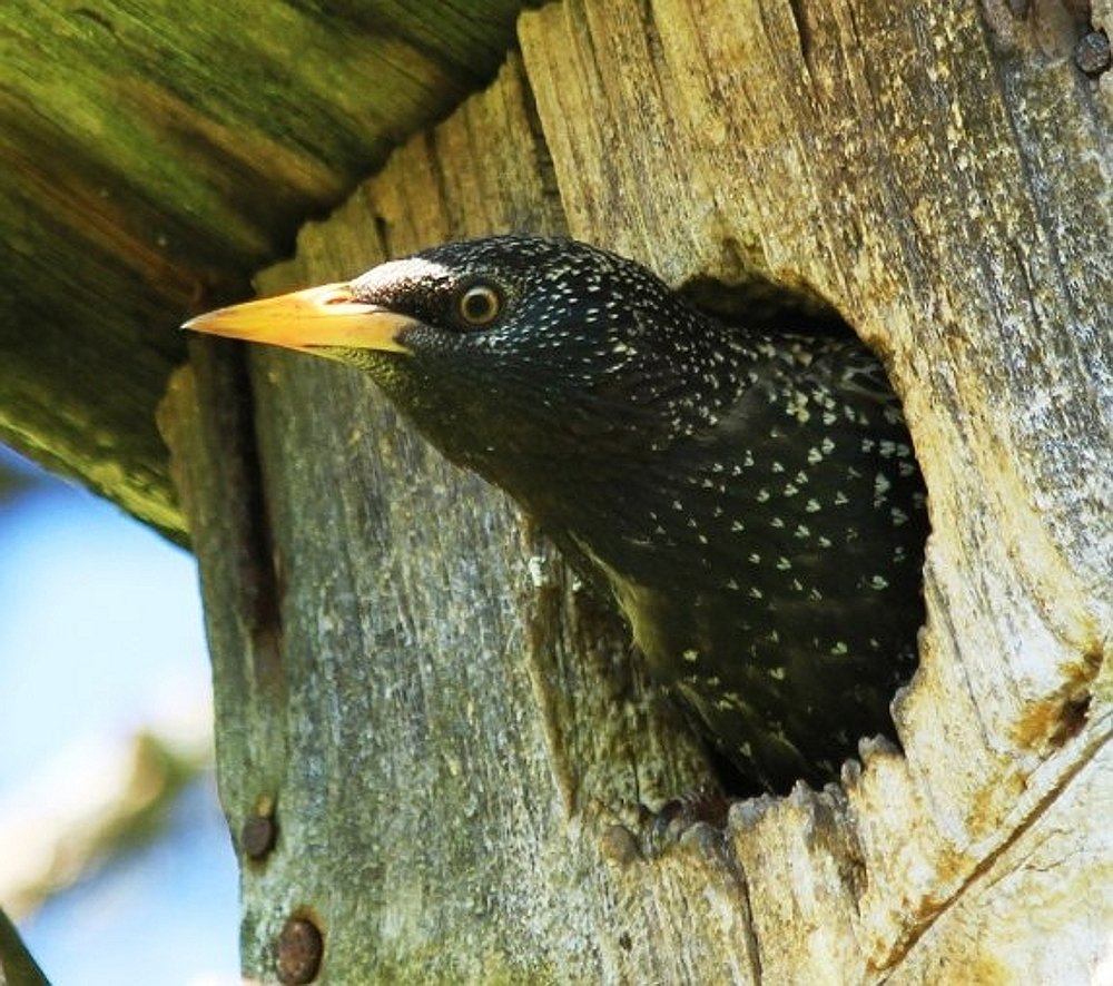 Скворец весенний...