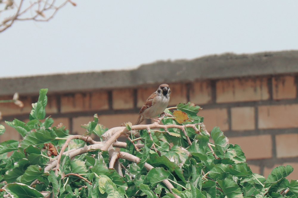 Photograph by مهدی میرشکار