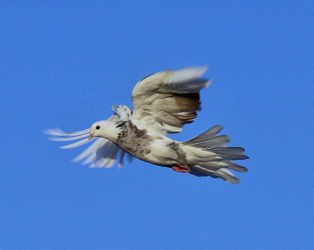 Photograph by مهدی میرشکار