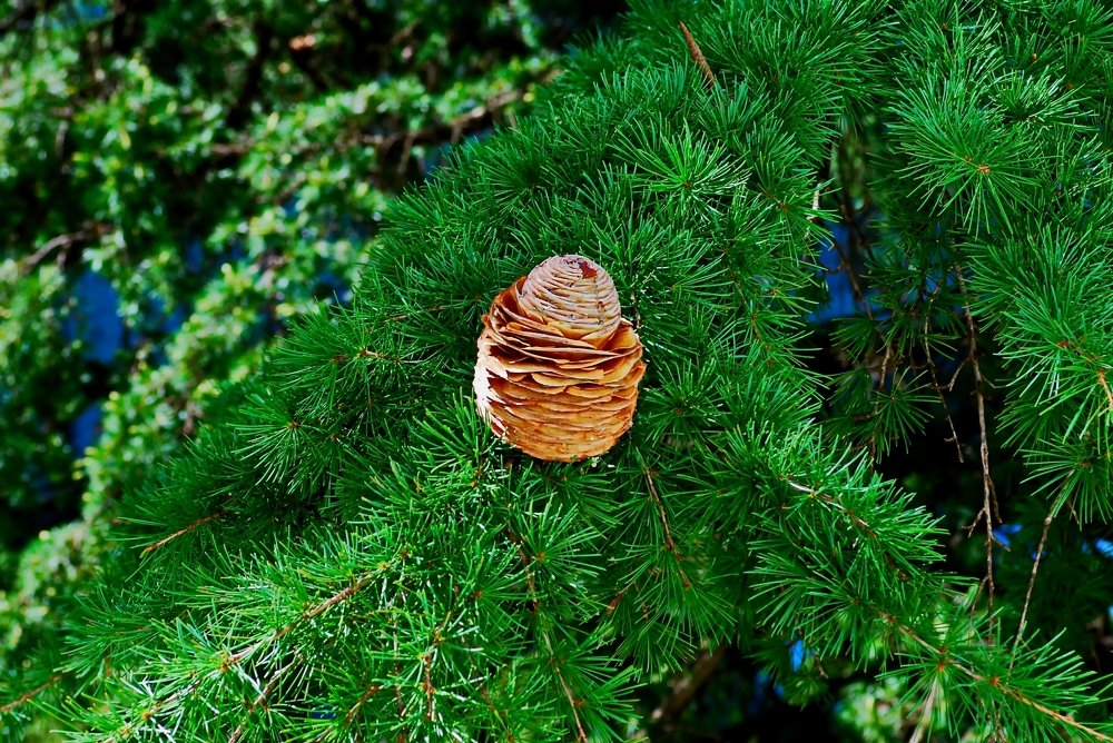 Photograph by рамаз хонелидзе