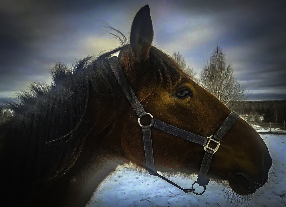 Фотография автора Дмитрий Тимошин