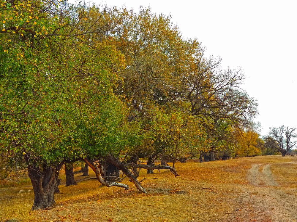 Photograph by Iren Gavrikova