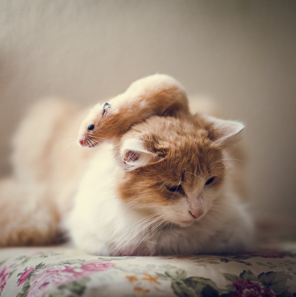 Photograph by Maria Gvedashvili