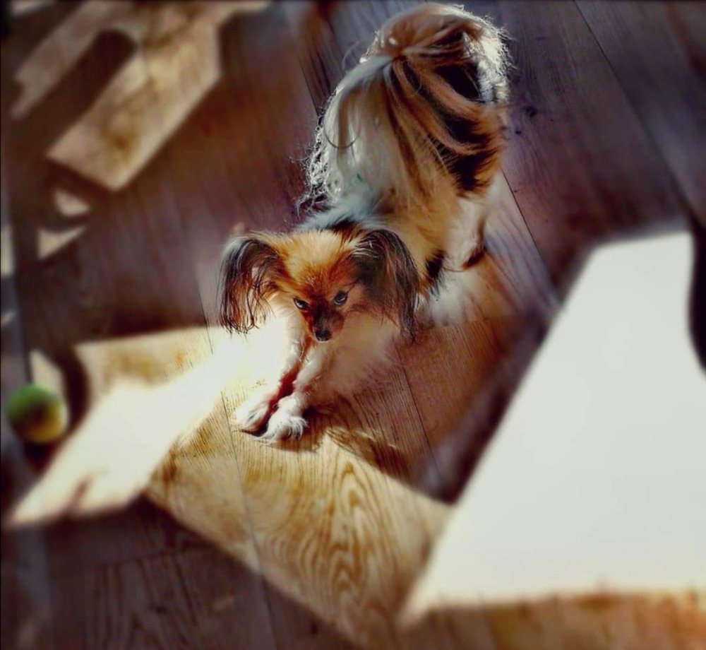 Красотка Амалия.