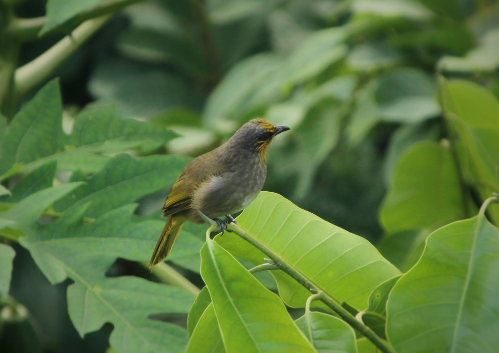 Photograph by Aung Kyaw Soe Aung Kyaw Soe