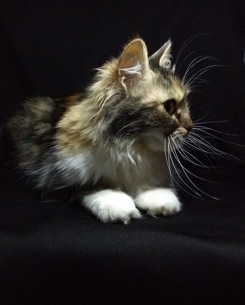 Photograph by Светлана Безъязычная