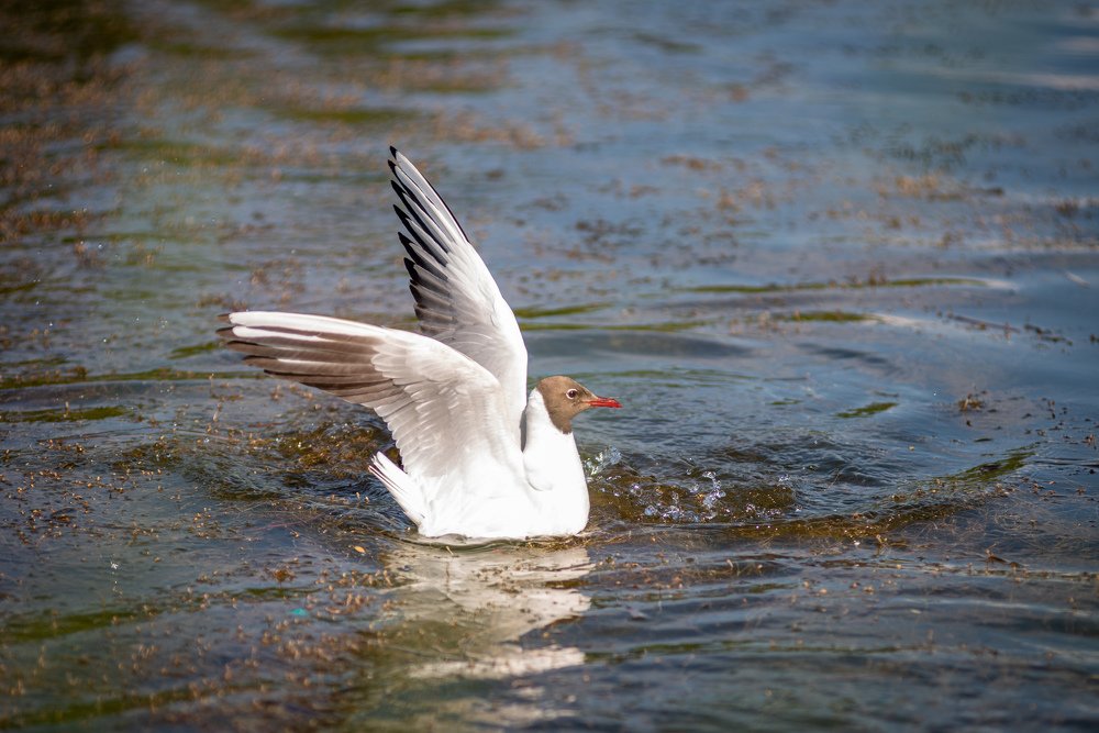 Photograph by Светлана Кудеринова