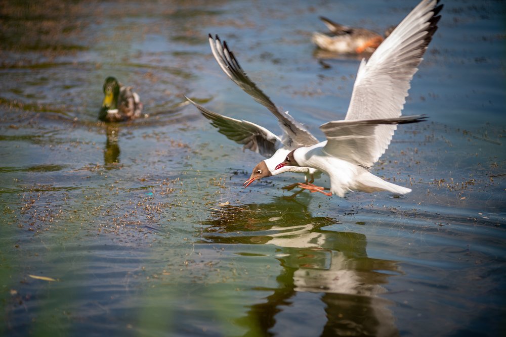 Photograph by Светлана Кудеринова