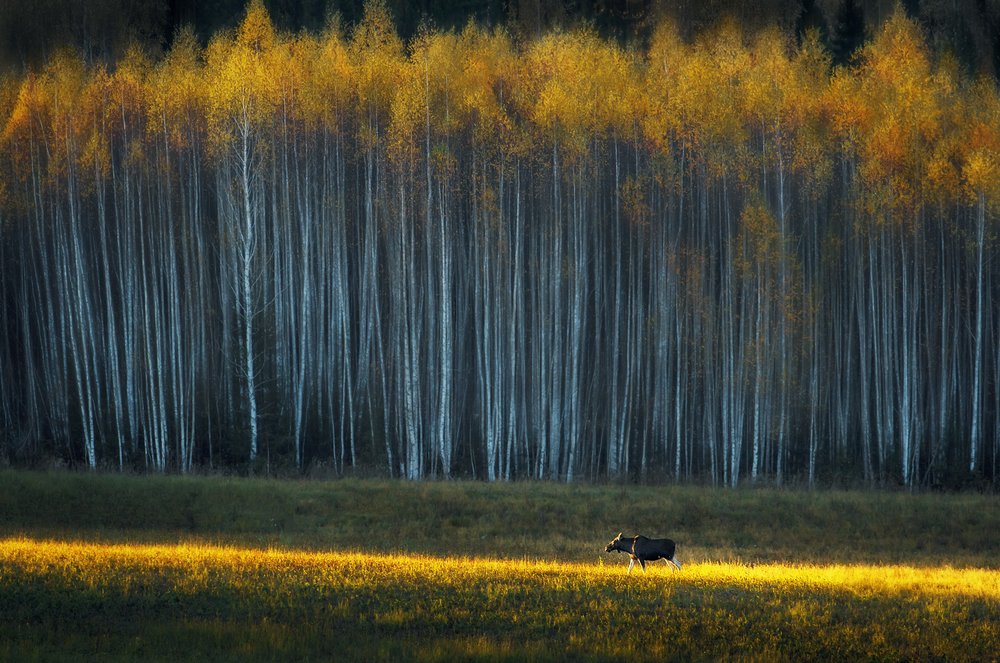 Photograph by Vyacheslav Lozhkin