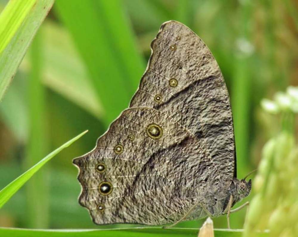 Photograph by Md Abdullah Al Symum
