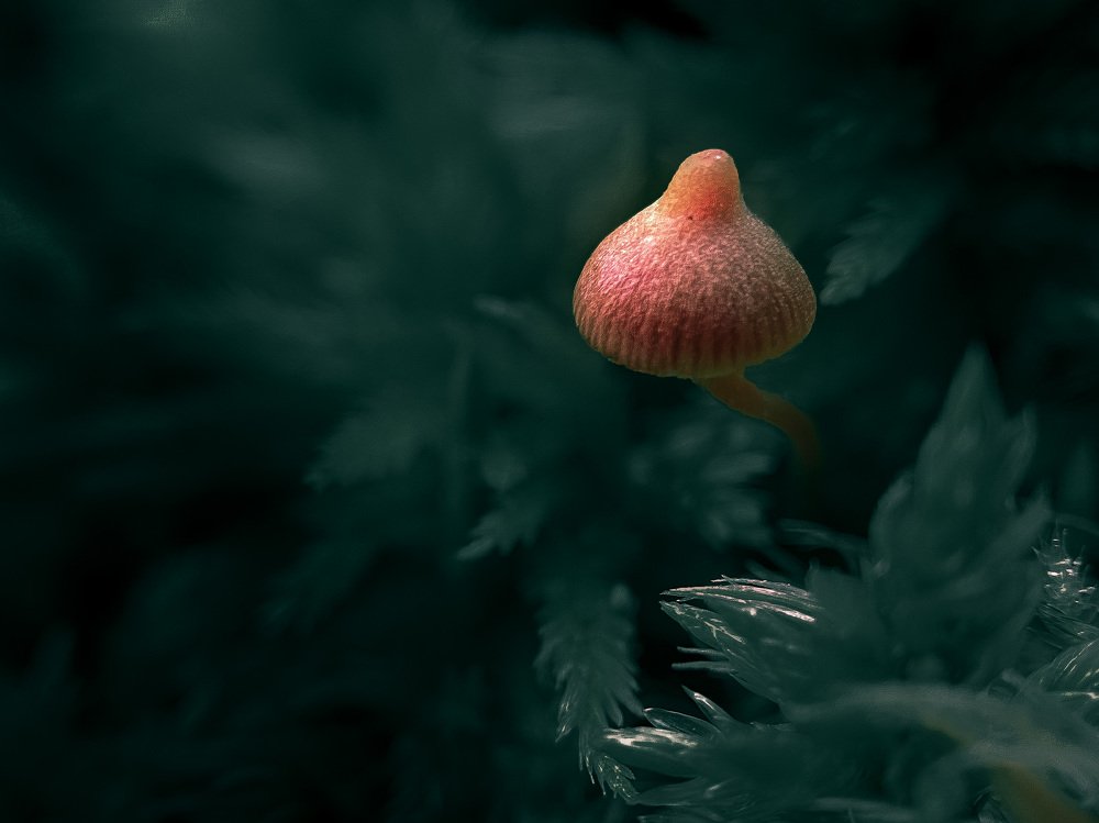 Photograph by Алина Сильченко