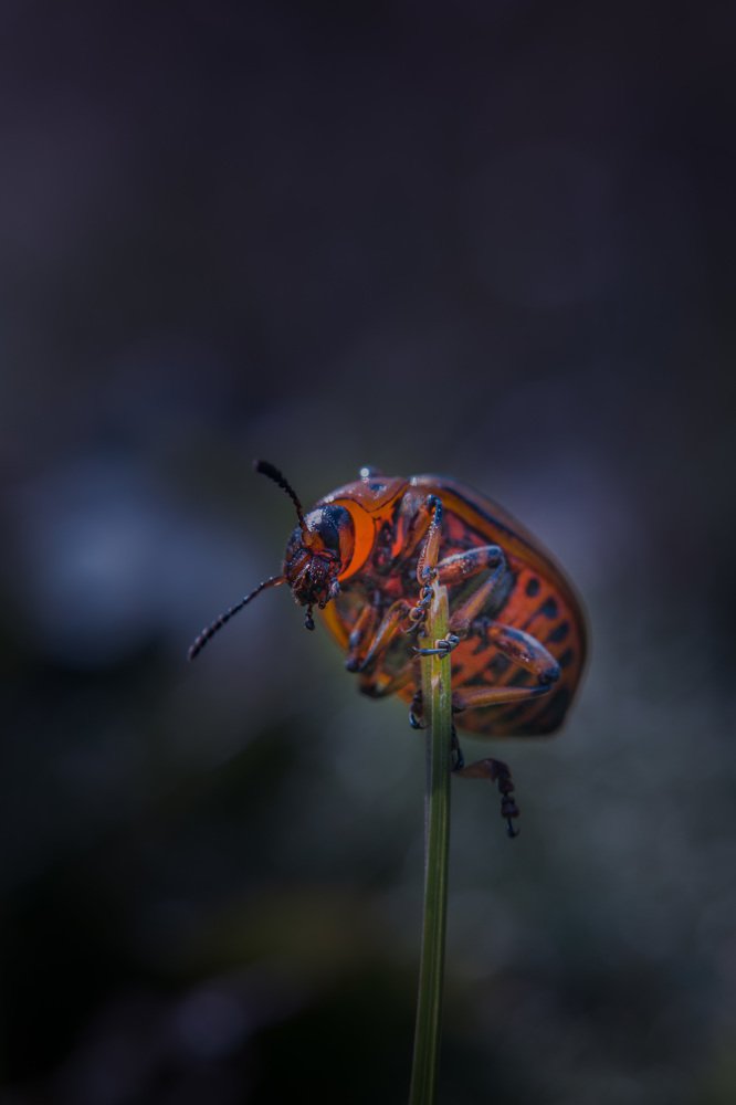 Photograph by Алина Сильченко