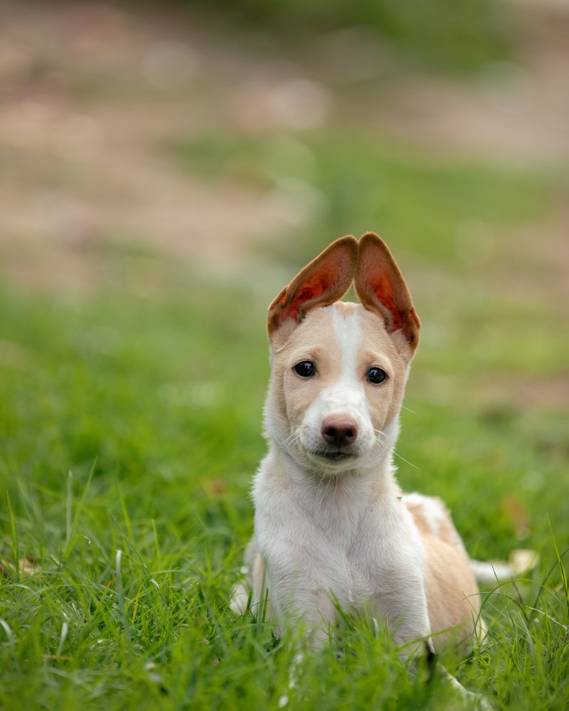 Photograph by Mahesh Magee