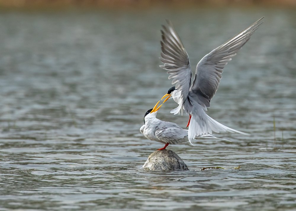 RIVER TERNS