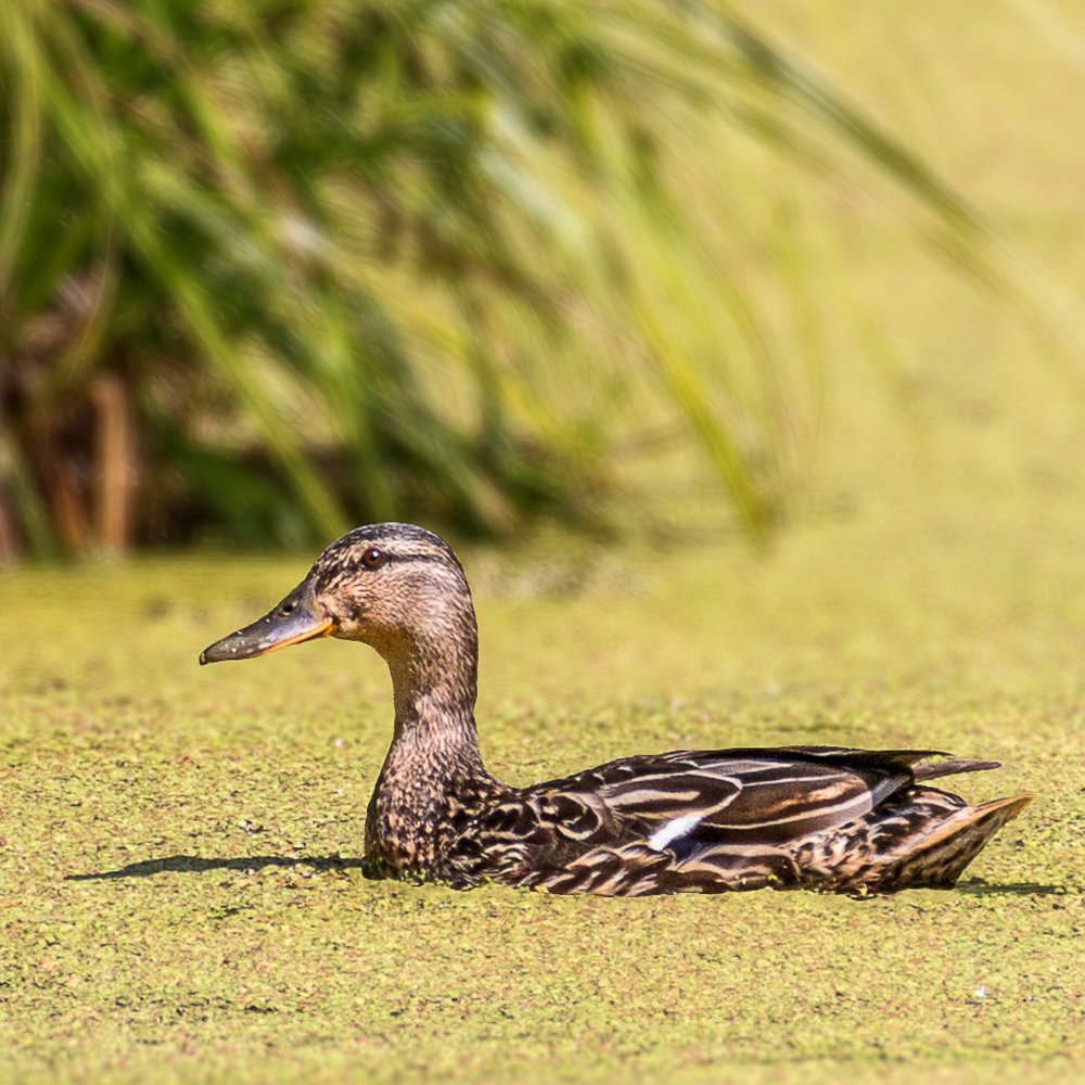 Photograph by Сергей Осинцев
