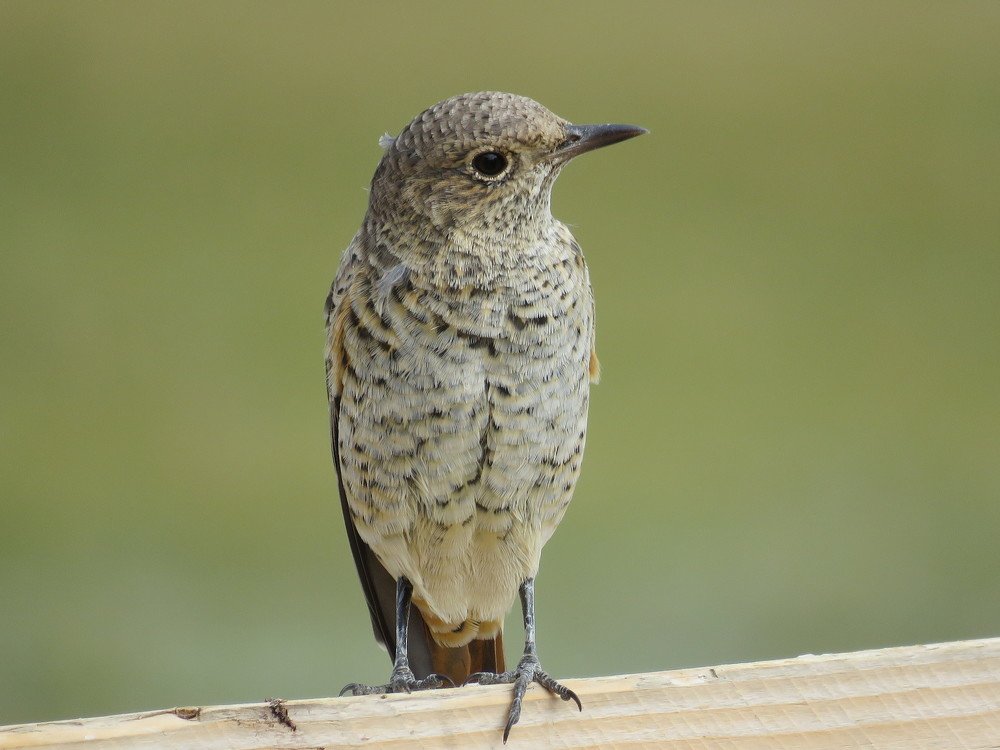 Photograph by Евгения Грудницкая