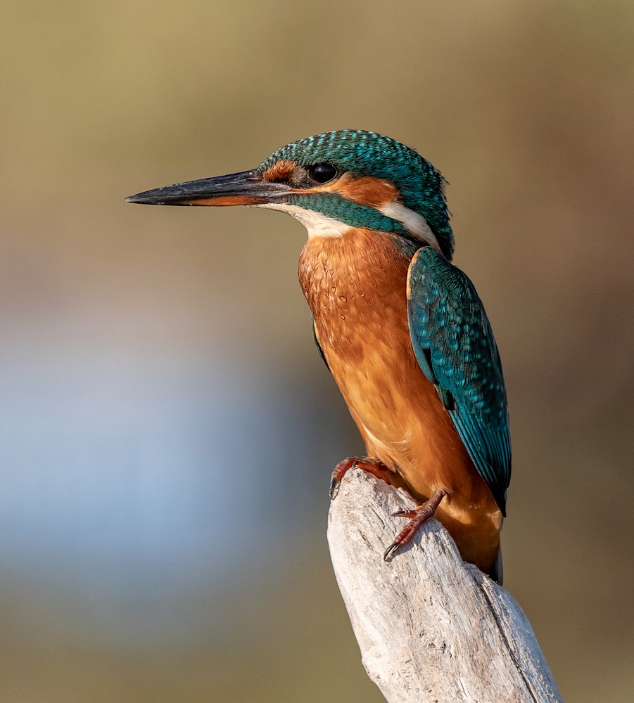 Kingfisher