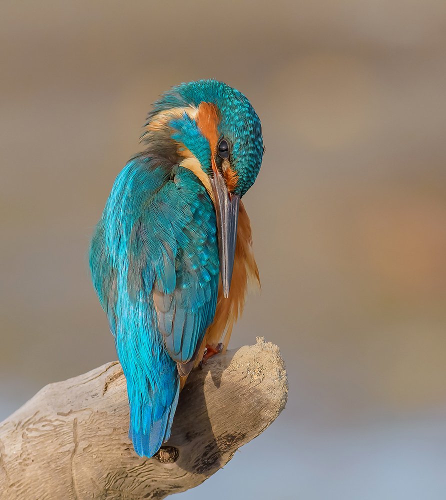 Kingfisher
