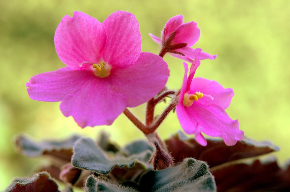 Photograph by Emil Zivanov