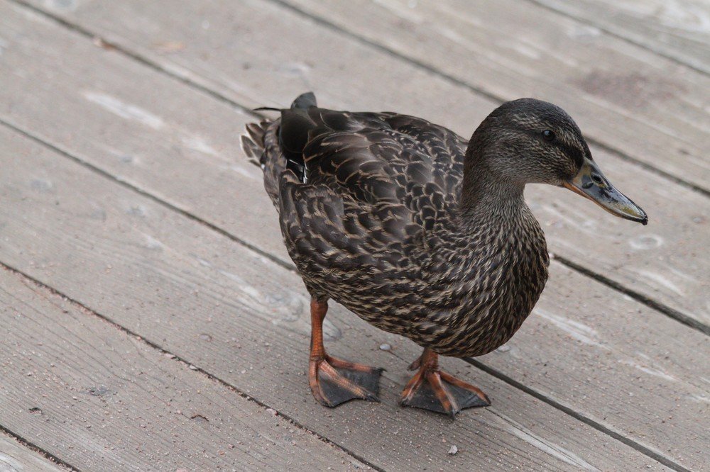 Photograph by Анастасия Солодкая