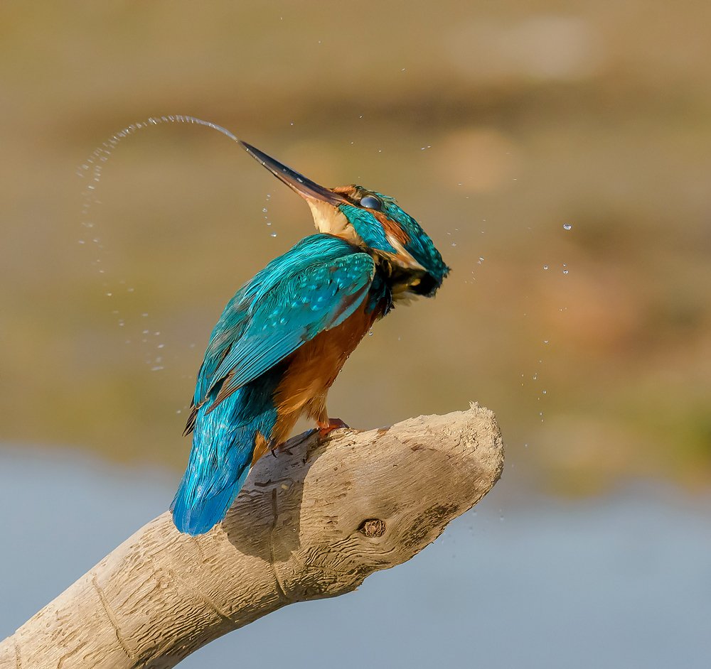 Kingfisher