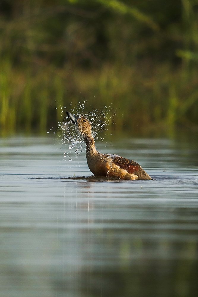 Bathe Time - Lesser Whistling Duck