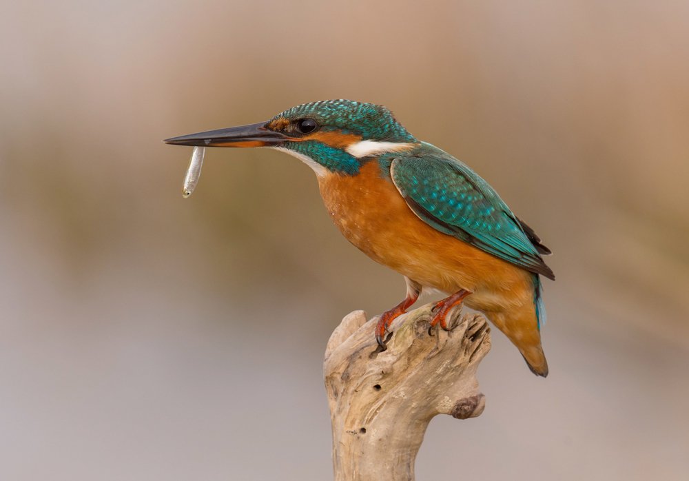 Kingfisher