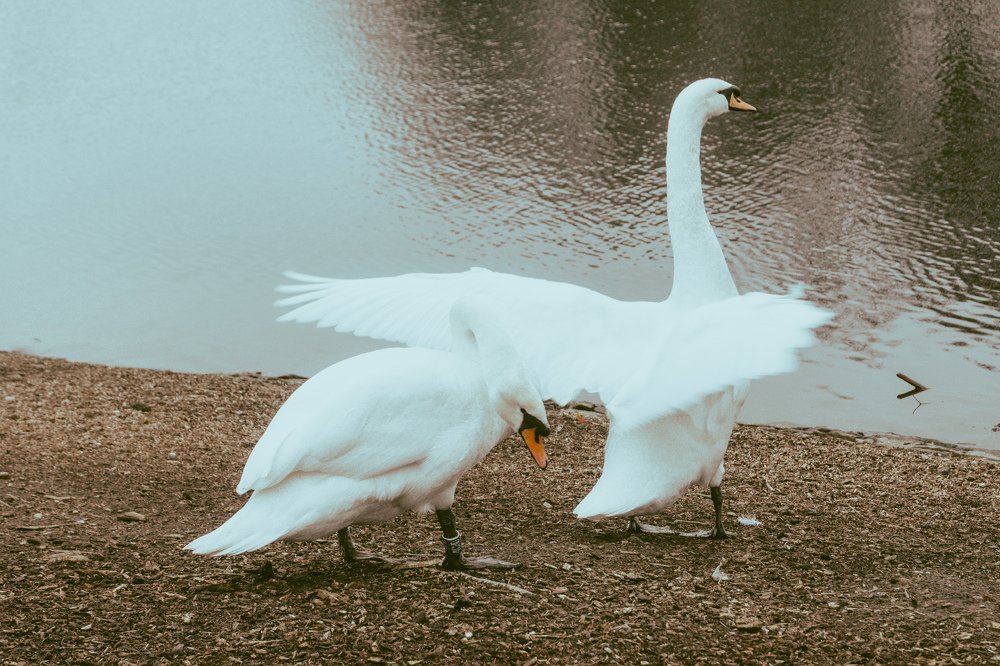 Swans at Heaton Park, UK