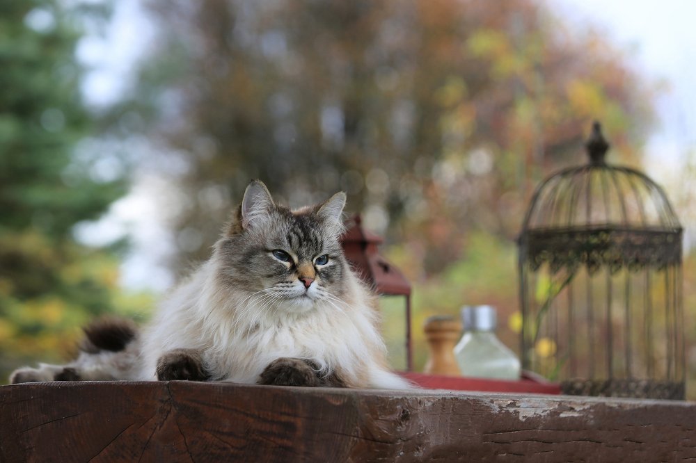 Photograph by Алена Гершфельд