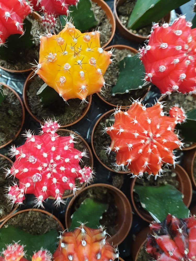 Tricolor cactuses