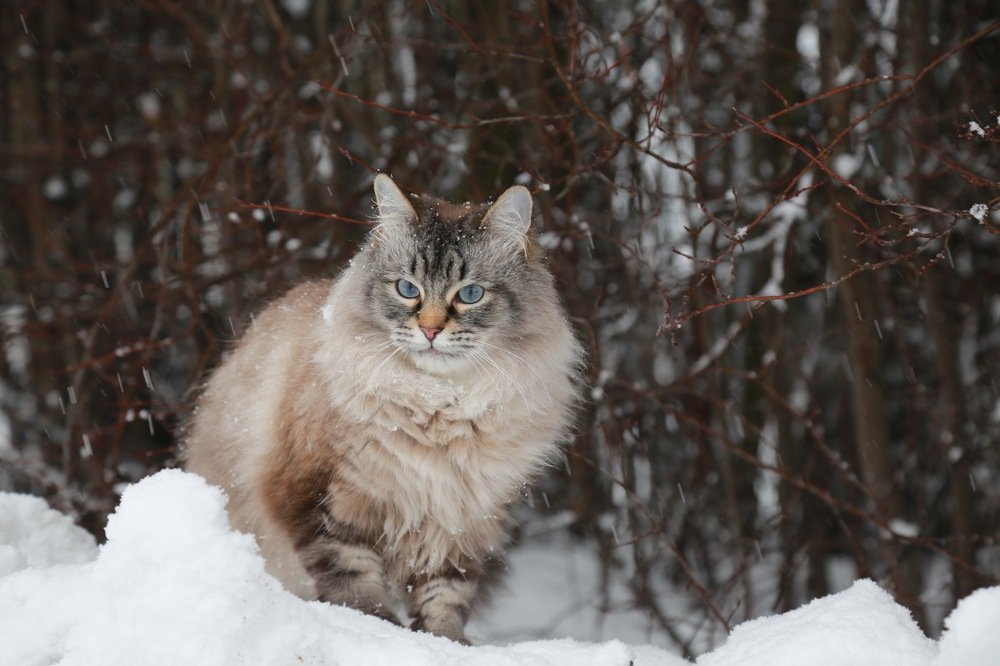 Photograph by Алена Гершфельд