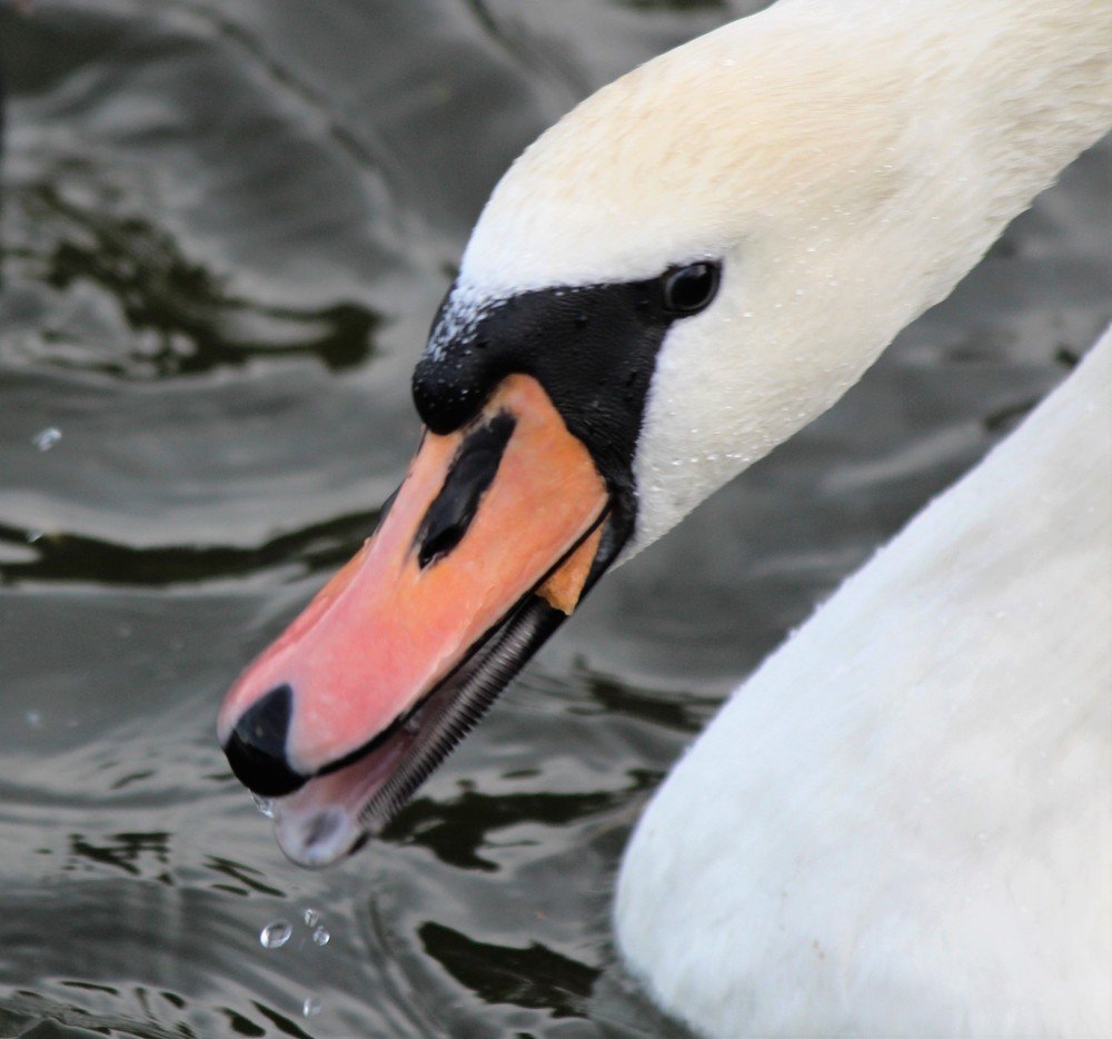 Photograph by Марина Игнатьева