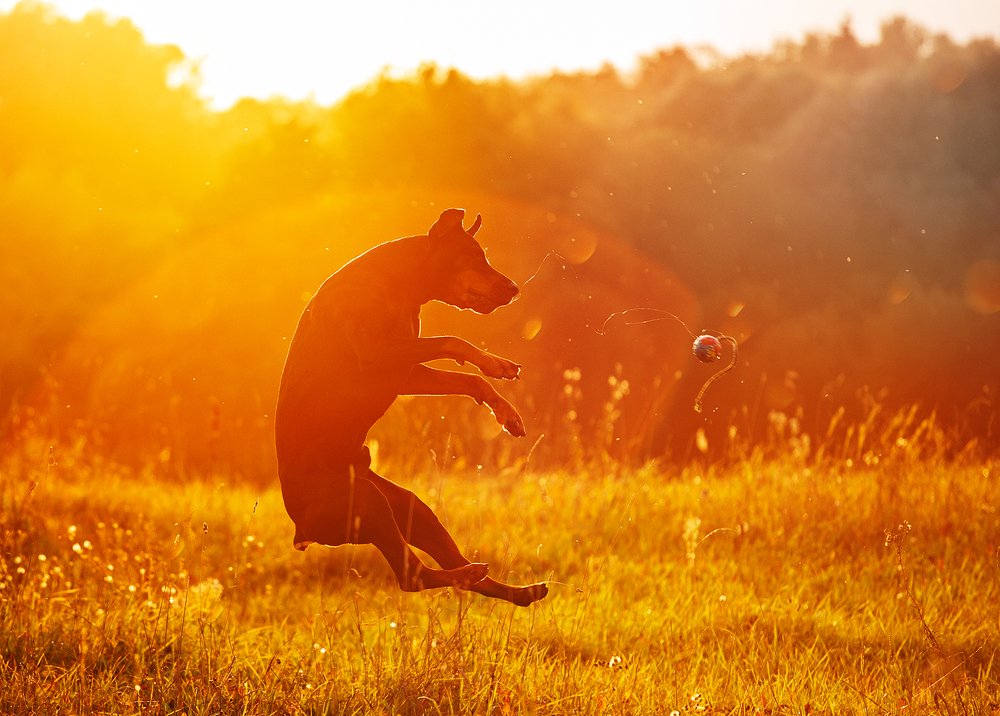 Черчиль идет на взлет